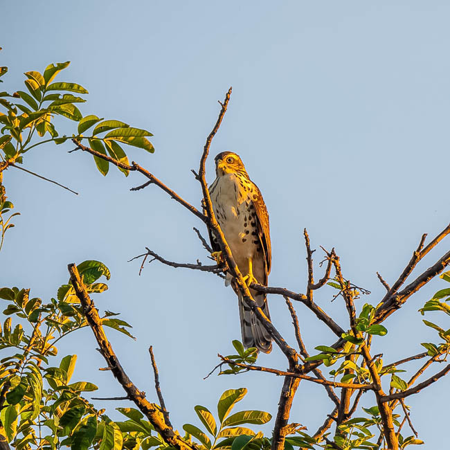 Wildlife image from South Luangwa by Mike White