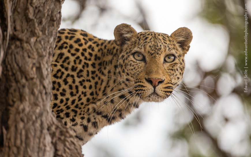 A leopard scours the plains for a meal in the South Luangwa.