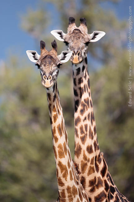 A duo of giraffes on safari in South Luangwa National Park.