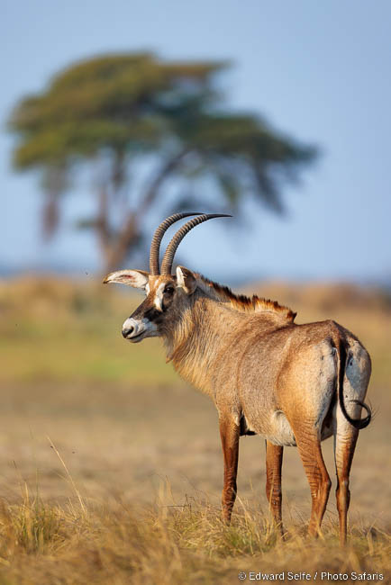 Wildlife image by edward selfe from photo safari in southern africa.