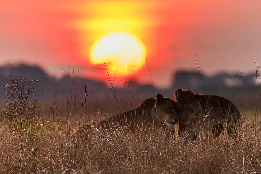 Andre erlichs image of wildlife from photo safari with edward selfe in zambia.