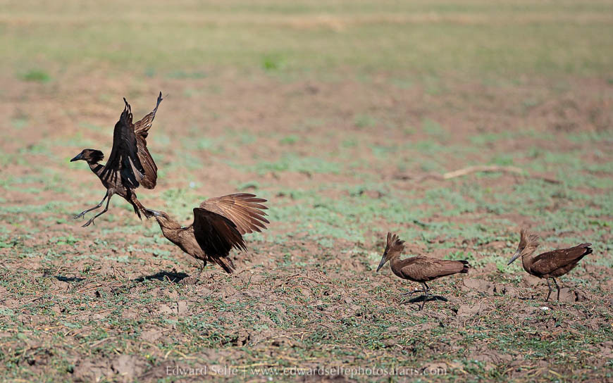 Wildlife image from photo safari with edward selfe in south luangwa national park.