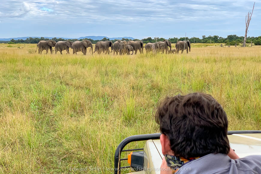 Wildlife image from photo safari in south luangwa with edward selfe.