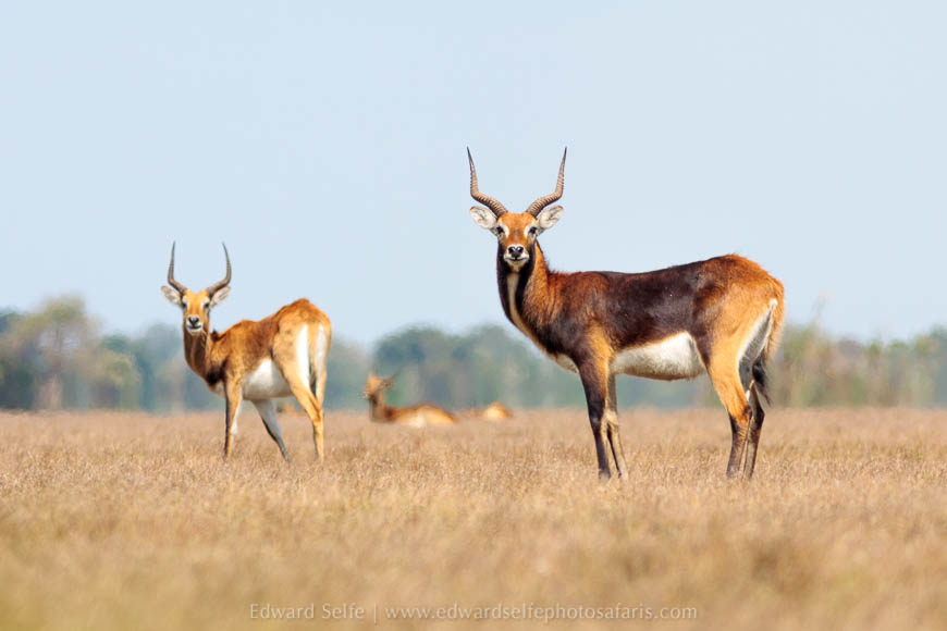Wildlife image from photo safari with edward selfe.