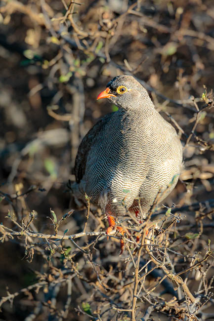 Images of wildlife from photo safari with edward selfe