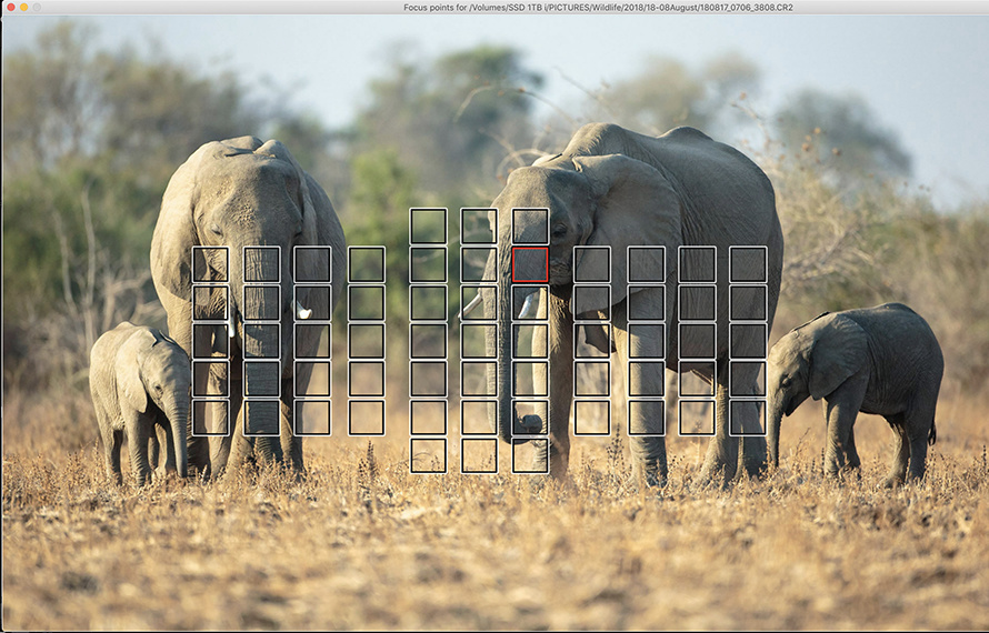 Elephants approaching camera on photo safari with edward selfe in south luangwa national park.