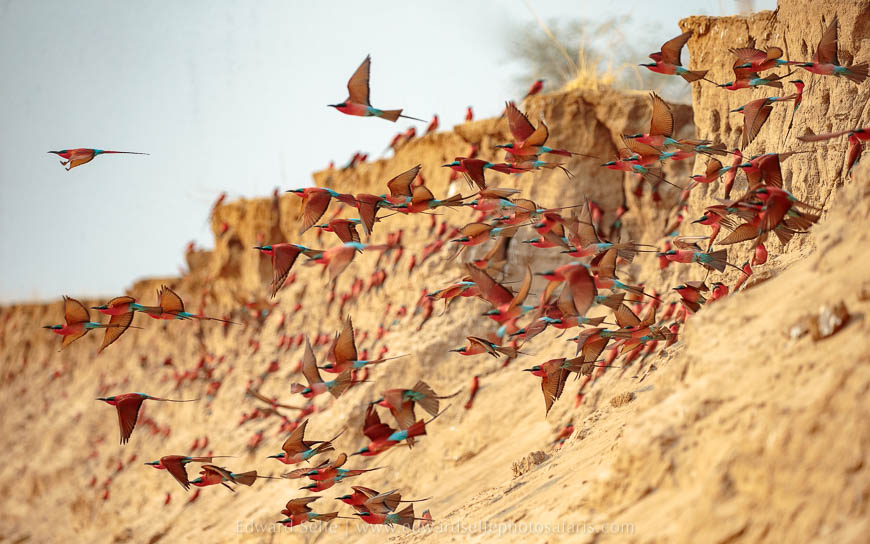 Wildlife image from photo safari with edward selfe in south luangwa national park.
