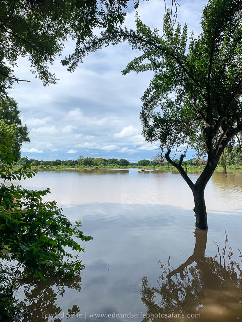 Wildlife image from the flooded luangwa by edward selfe.