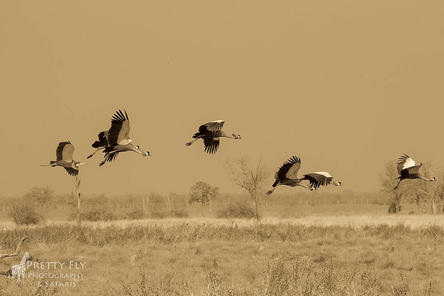 Wildlife image from photo safari with edward selfe in south luangwa national park.