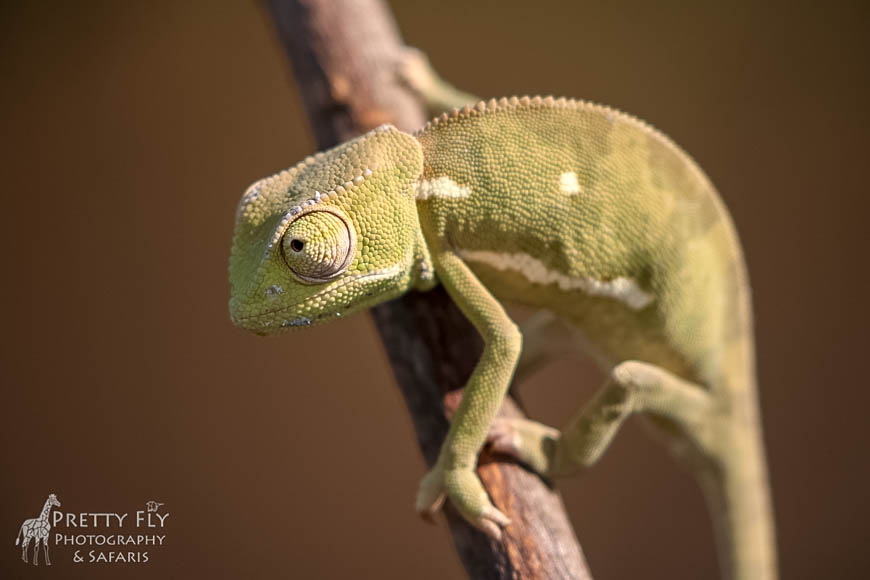 Wildlife image from photo safari with edward selfe in south luangwa national park.