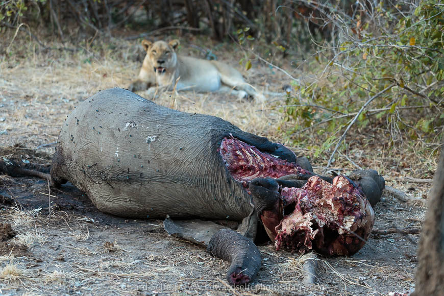 Lion on elephant carcass photo safari with edward selfe in south luangwa national park.