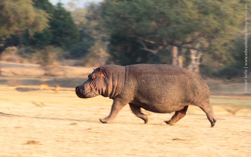 A large male hippo is caught out of the water in the early morning; he runs to the river for safety in Lunagwa.
