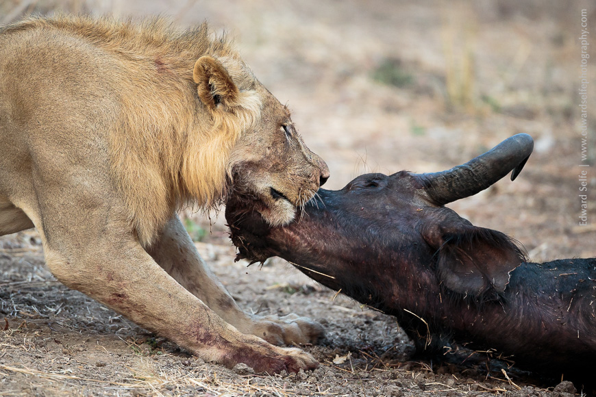 Young male lions feed on the carcass of a buffalo they have killed the previous night.