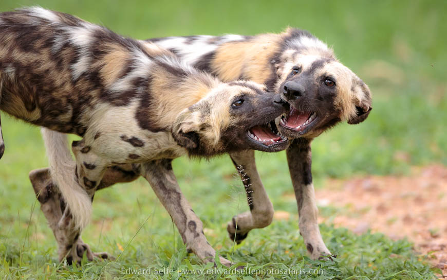 Wildlife image from photo safari with edward selfe in south luangwa national park.