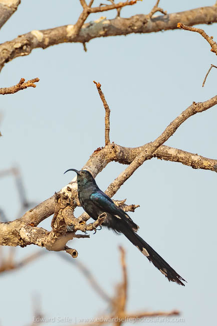 Wildlife image from a photo safari with edward selfe.