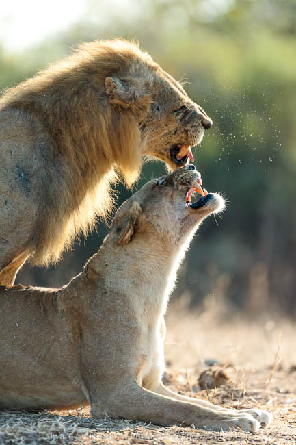 Wildlife image from photo safari with edward selfe in south luangwa national park.