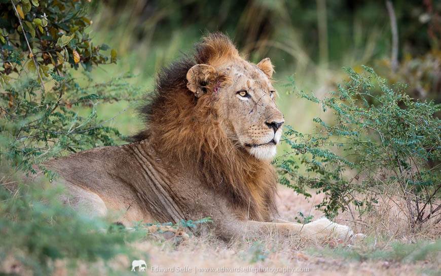A large male lion framed by shrubbery in South Luangwa National Park.