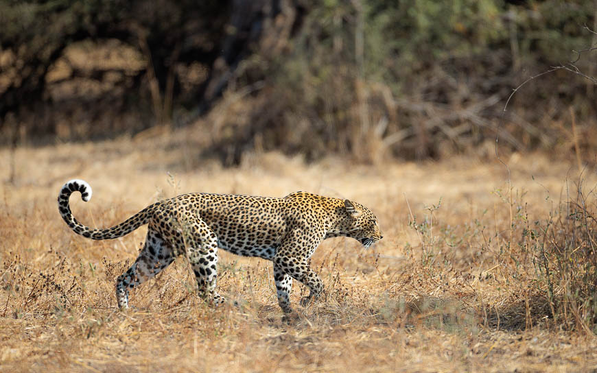 Images of wildlife from photo safari with edward selfe in the nsefu sector.