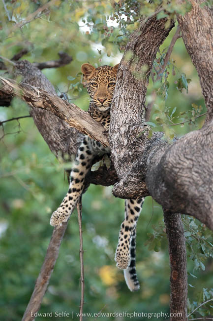 Young leopard in low tree on photo safari south luangwa national park.