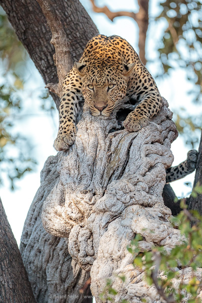 A leopard rests on a large twisted vine in South Luangwa National Park.