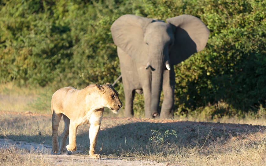 Wildlife image from photo safari with edward selfe.