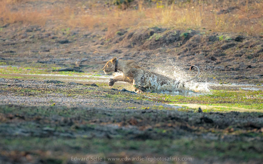 Wildlife image from photo safari with edward selfe in south luangwa national park.