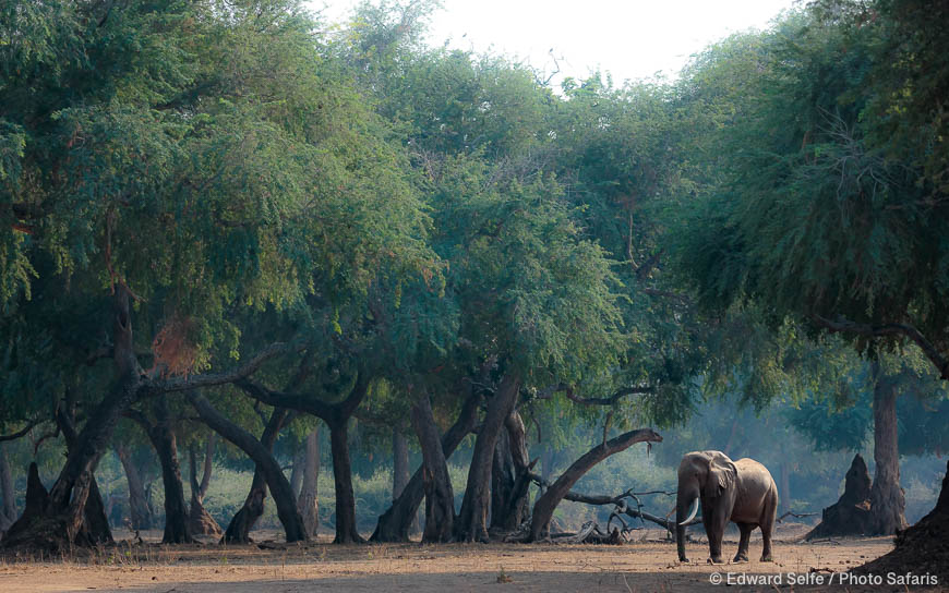 Wildlife image from Lower Zambezi NP by Edward Selfe