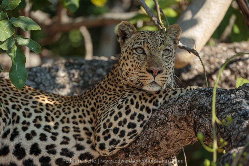 A leopard feeds in a sausage tree on photo safari south luangwa national park.