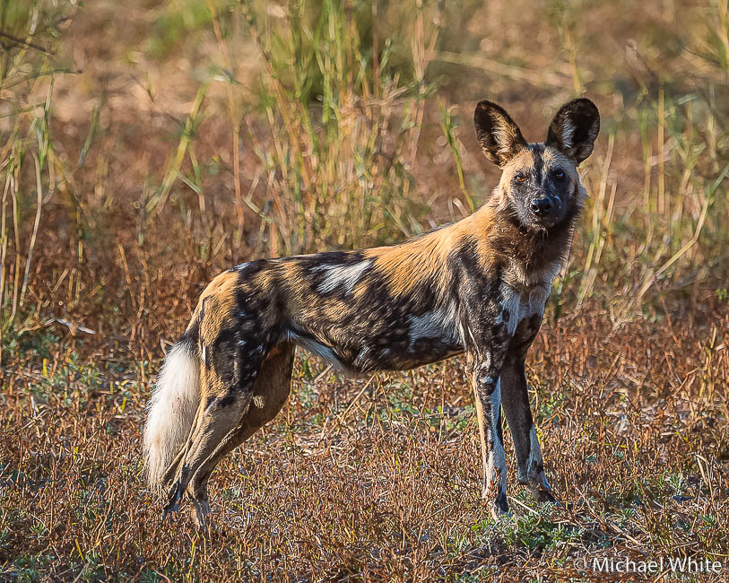 Mike white’s image of wildlife from photo safari with edward selfe in zambia.