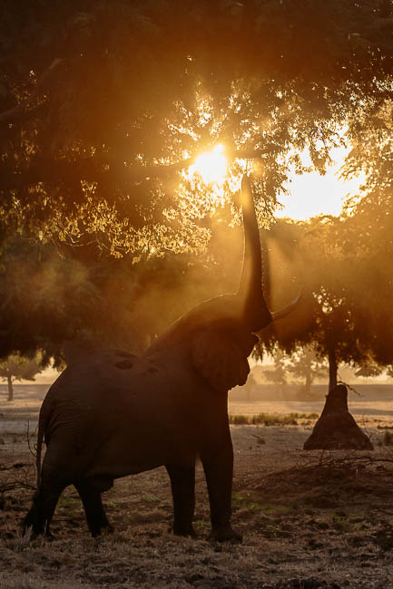 Images of wildlife from photo safari with edward selfe in zambia.