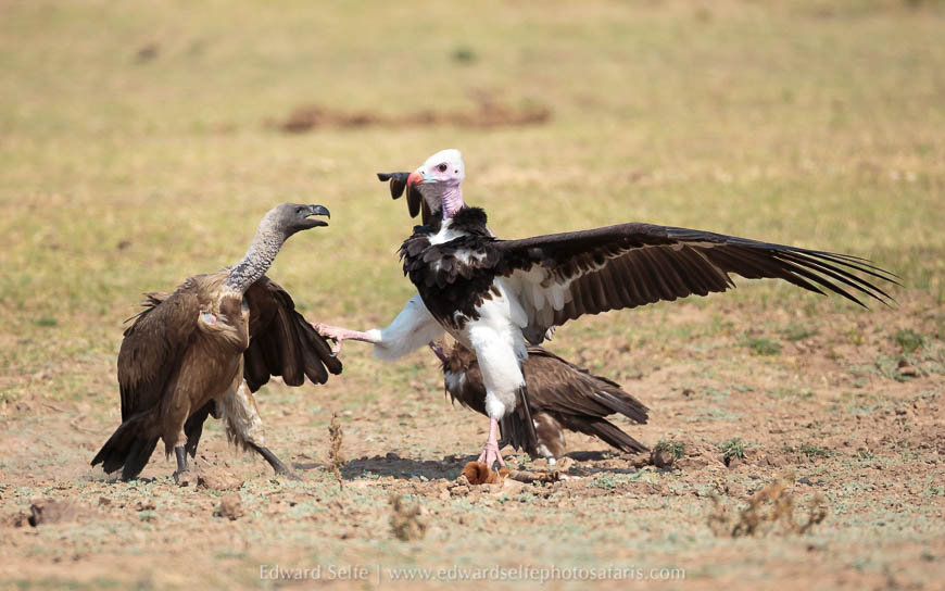 Wildlife image from a photo safari with edward selfe.