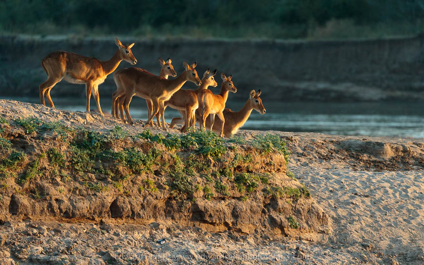 Wildlife image from photo safari with edward selfe in south luangwa national park.
