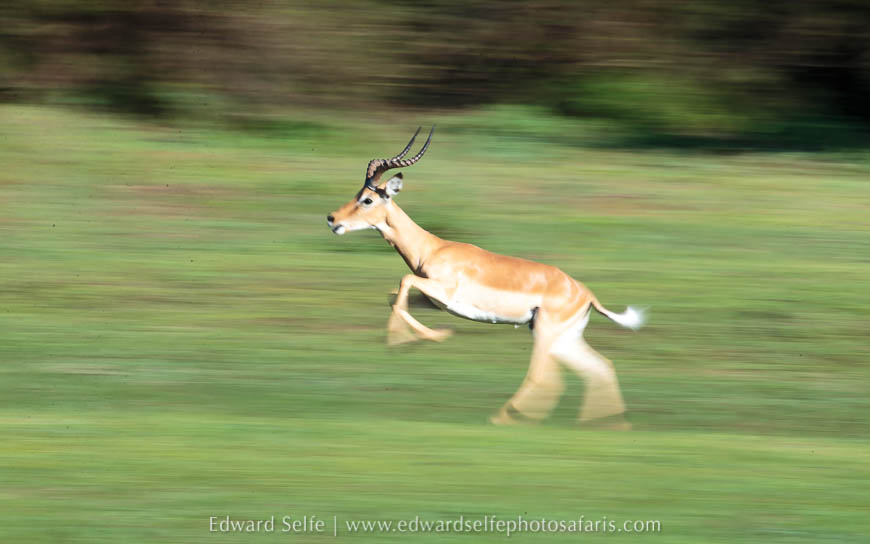 Wildlife image from photo safari with edward selfe.