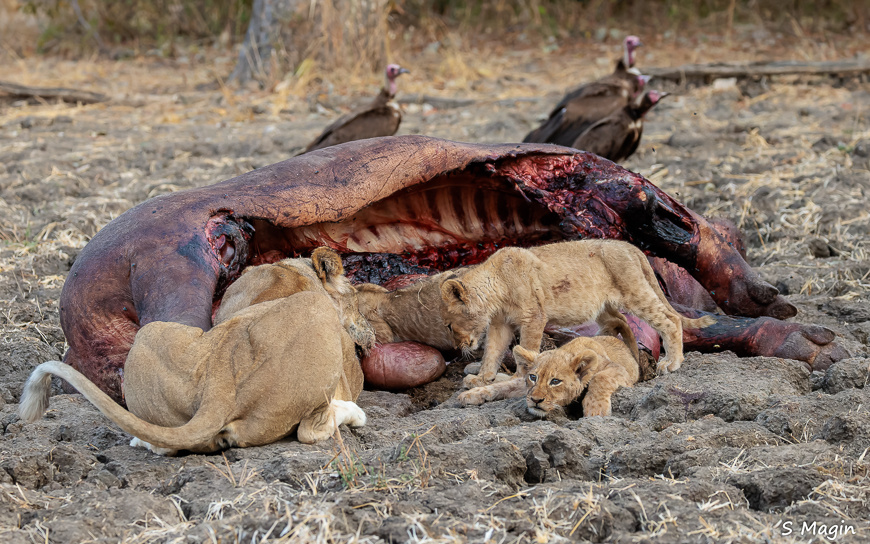 Wildlife image by Sharon Magin from photo safari in Zambia with Edward Selfe.