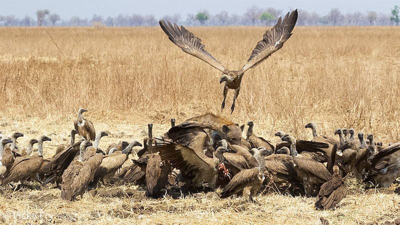 Vultures and hyaenas fight over a carcass in South Luangwa National Park