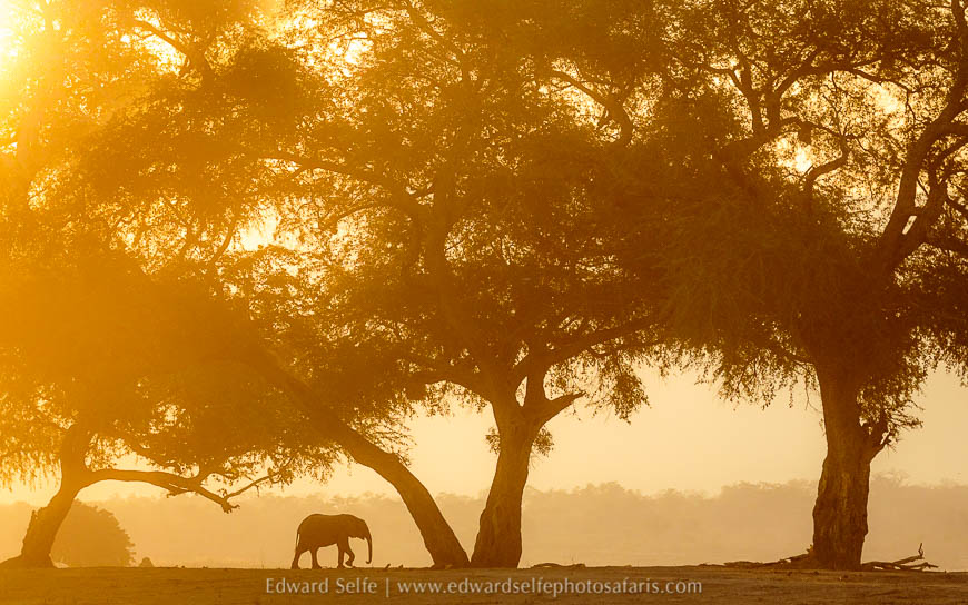 Wildlife image from photo safari with edward selfe.