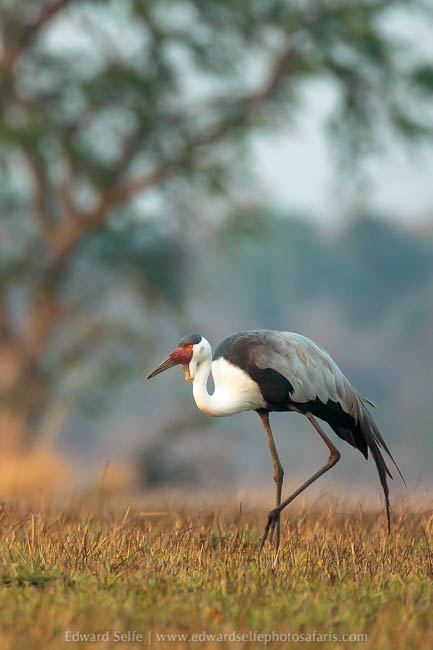 Wildlife image from a photo safari with edward selfe.