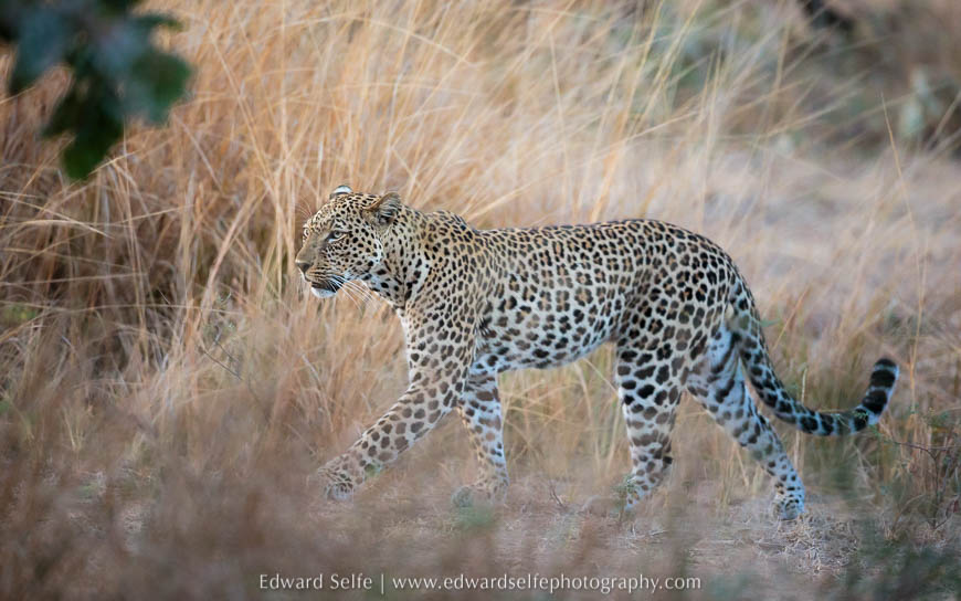 Stalking leopard on photo safari in South Luangwa National Park.