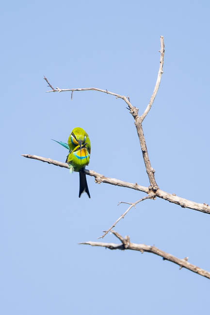 Images of wildlife from photo safari with edward selfe in south luangwa.
