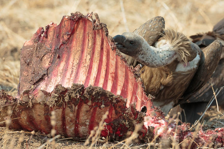 Wildlife image from photo safari with edward selfe in south luangwa national park.