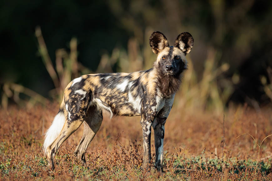 Images of wildlife from photo safari with edward selfe in the nsefu sector.