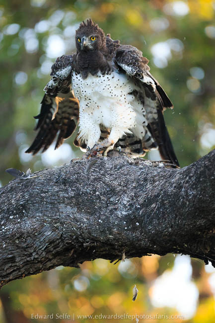 Wildlife image from photo safari with edward selfe in south luangwa national park.