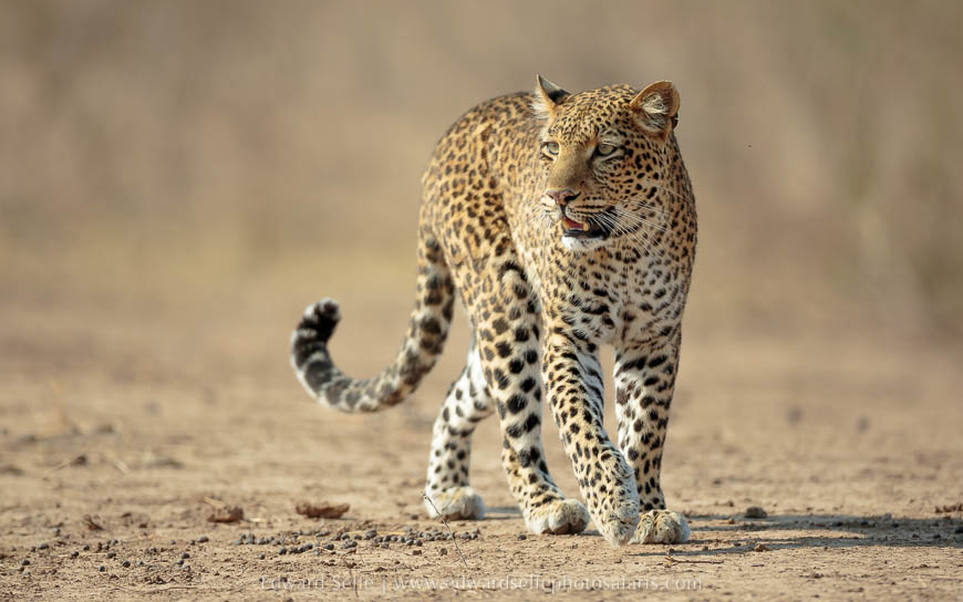 Leopard walks through beautiful undergrowth on photo safari with edward selfe in south luangwa national park.