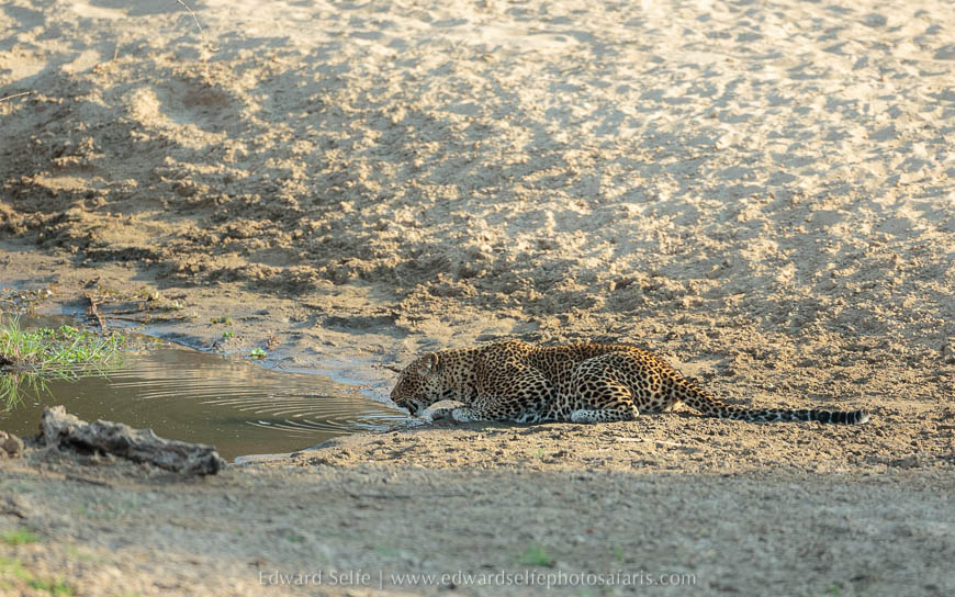 Olimba drinking on photo safari with edward selfe in south luangwa national park.