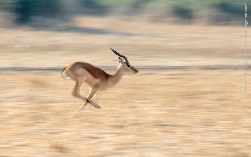 Using panning blur to create beautiful images of running impala.