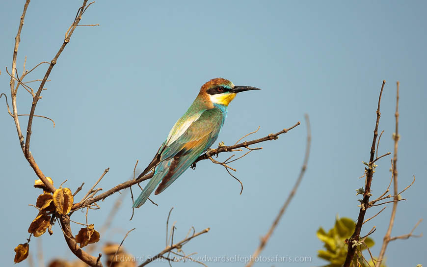 Wildlife image from photo safari with edward selfe safaris.