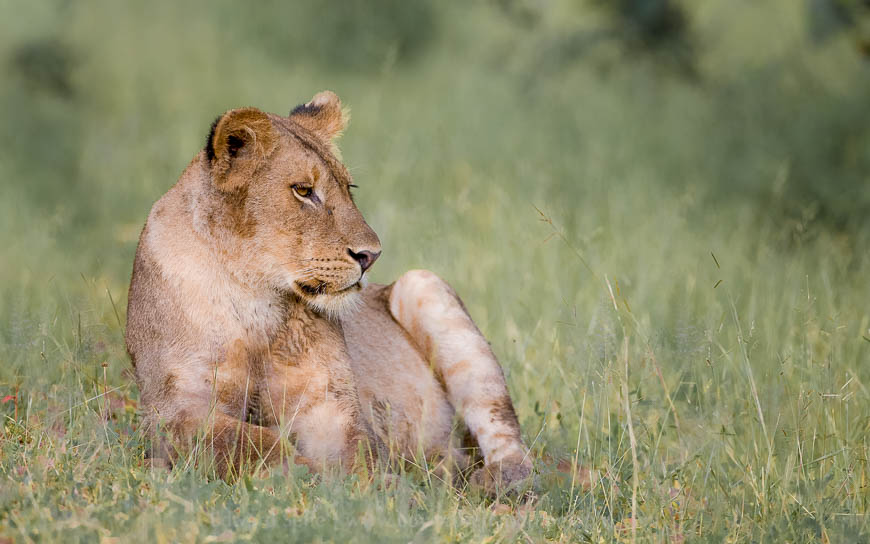 Young lion in South Luangwa National Park