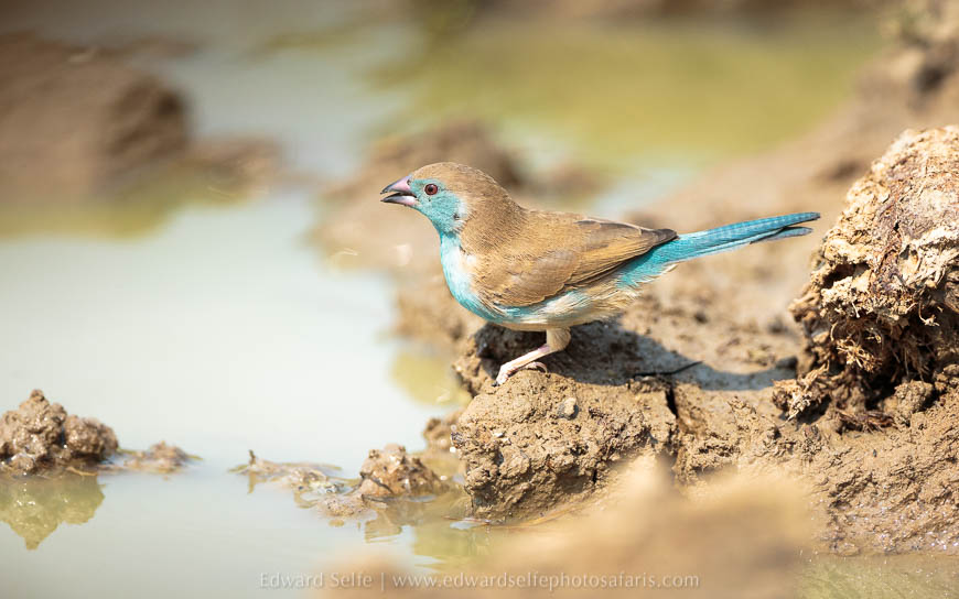 Wildlife image from photo safari with edward selfe in south luangwa national park.