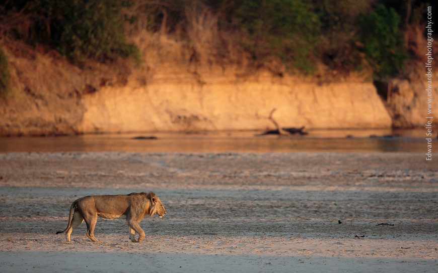 A young lion wanders across the beach in the glow of early morning light in South Luangwa.