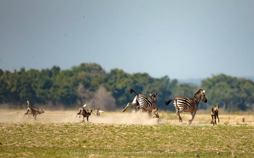 Wildlife image from photo safari with edward selfe.